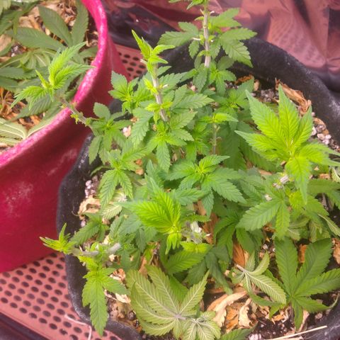 Safira growlog timeline photo