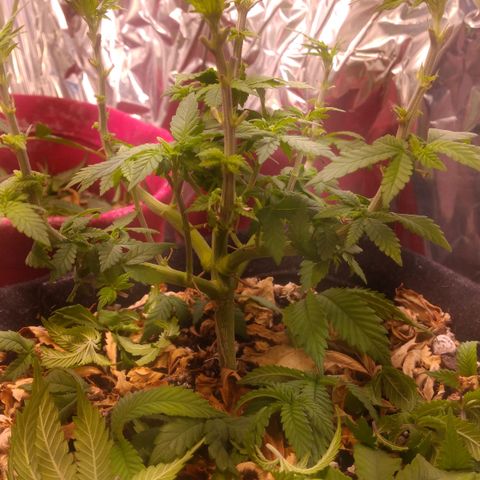 Safira growlog timeline photo