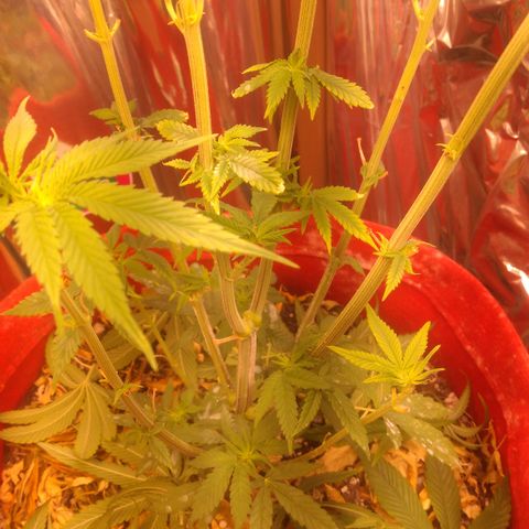 Topázio  growlog timeline photo