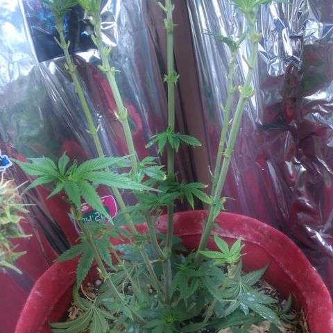 Topázio  growlog timeline photo