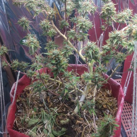 Rita Lee  growlog timeline photo