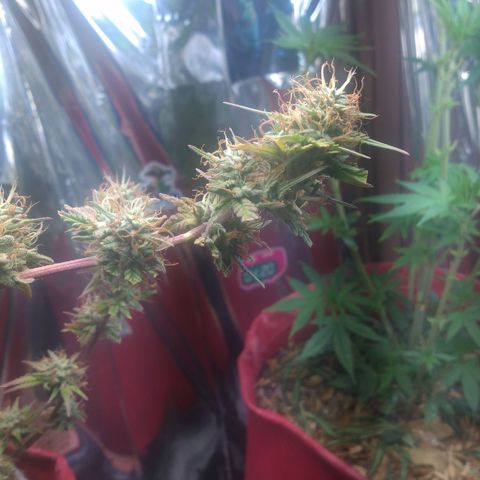 Rita Lee  growlog timeline photo