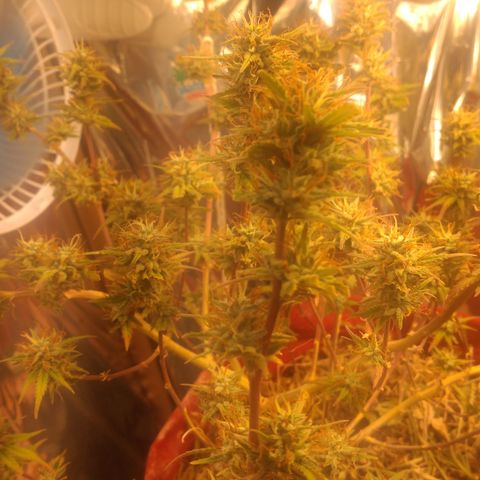 Rita Lee  growlog timeline photo