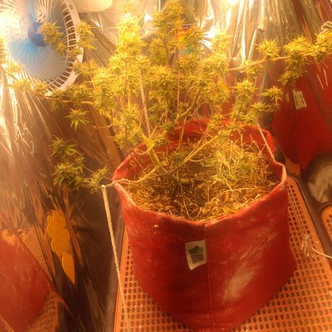 Rita Lee  growlog timeline photo