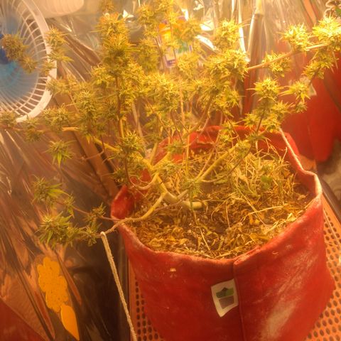 Rita Lee  growlog timeline photo