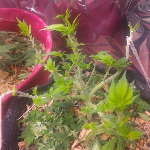 Safira growlog timeline photo