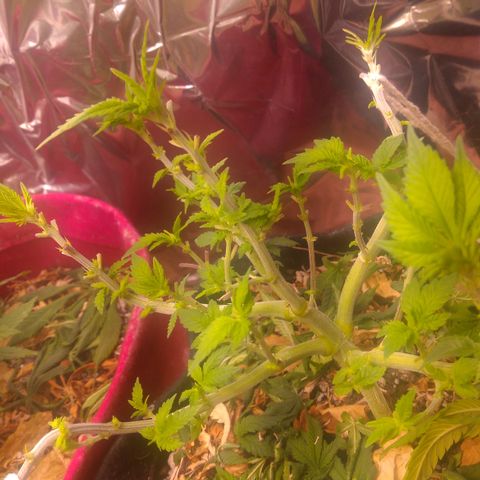 Safira growlog timeline photo