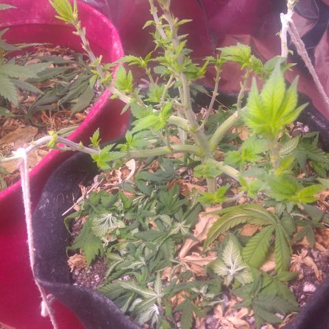 Safira growlog timeline photo