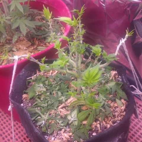 Safira growlog timeline photo