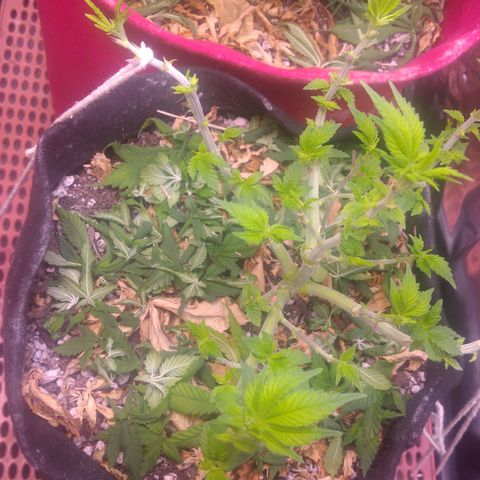 Safira growlog timeline photo