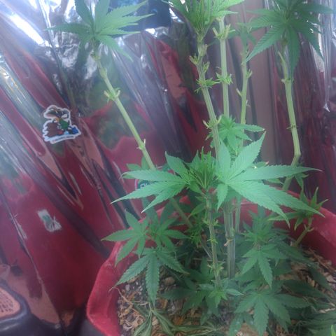 Topázio  growlog timeline photo