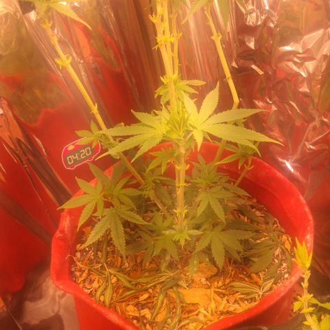 Topázio  growlog timeline photo