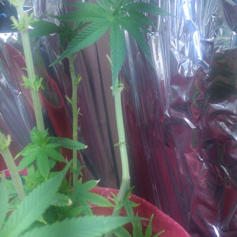 Topázio  growlog timeline photo