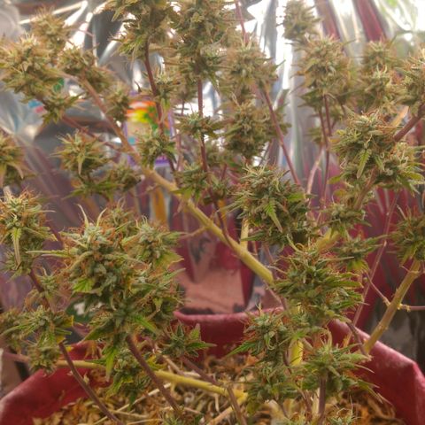 Rita Lee  growlog timeline photo