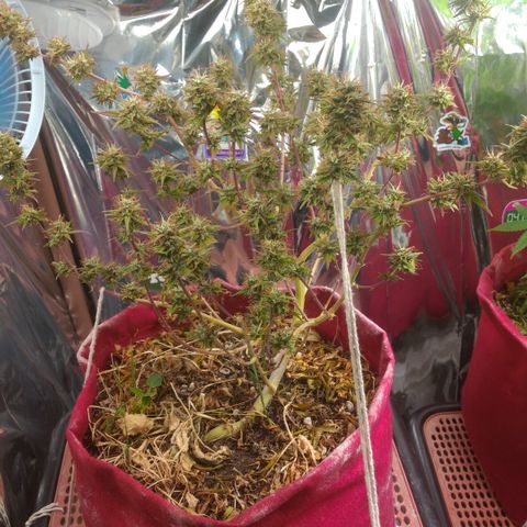 Rita Lee  growlog timeline photo