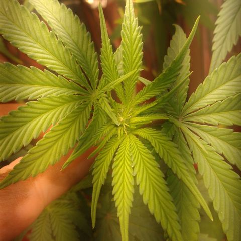 Topázio  growlog photo: Apresentação de pistilos