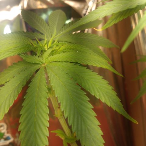 Topázio  growlog photo: Apresentação de pistilos