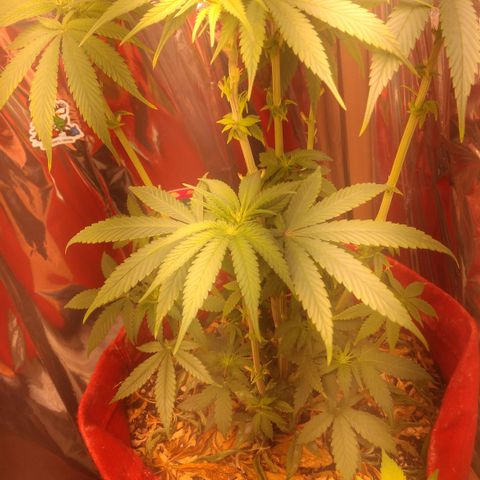 Topázio  growlog photo: Apresentação de pistilos