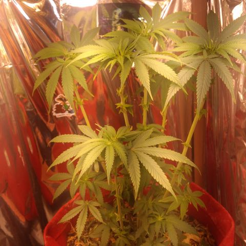 Topázio  growlog photo: Apresentação de pistilos