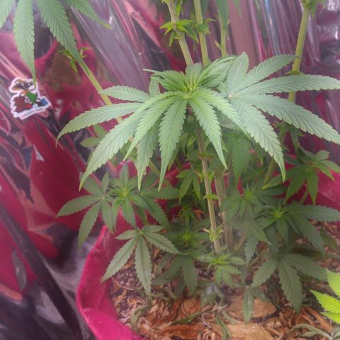 Topázio  growlog photo: Apresentação de pistilos