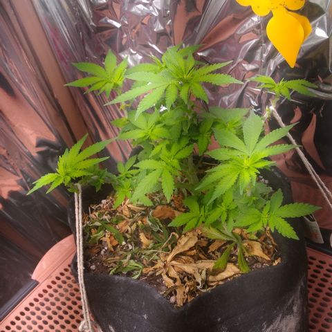 Safira growlog timeline photo