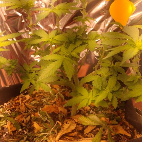 Safira growlog timeline photo