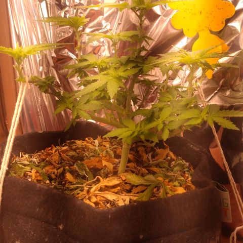 Safira growlog timeline photo