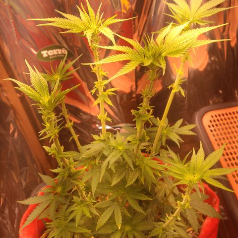 Topázio  growlog timeline photo