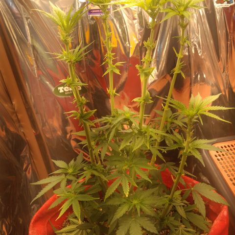 Topázio  growlog timeline photo