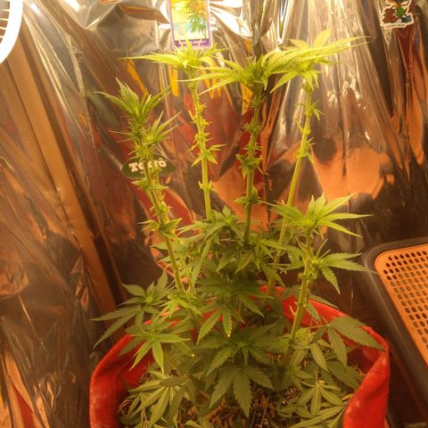 Topázio  growlog timeline photo