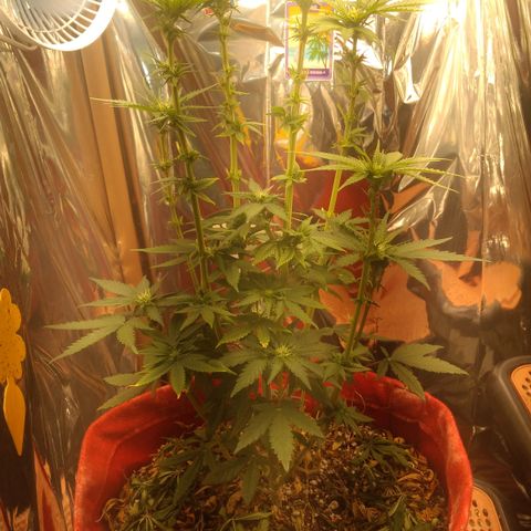 Topázio  growlog timeline photo