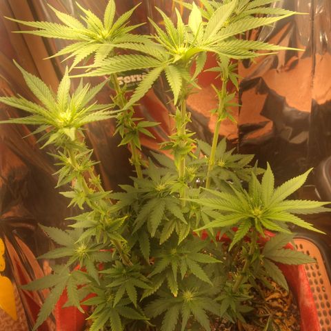 Topázio  growlog timeline photo