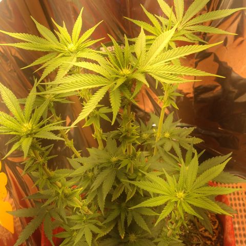 Topázio  growlog timeline photo