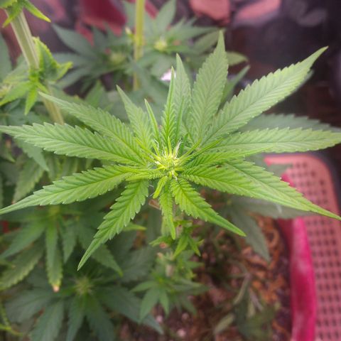 Topázio  growlog timeline photo