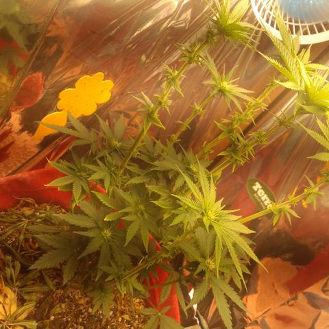 Topázio  growlog timeline photo