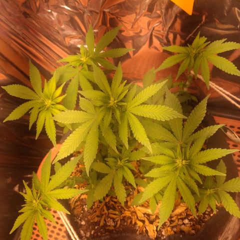 Safira growlog timeline photo