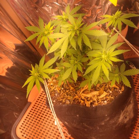 Safira growlog timeline photo