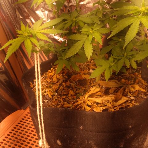 Safira growlog timeline photo