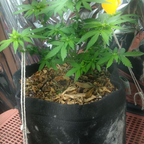 Safira growlog timeline photo