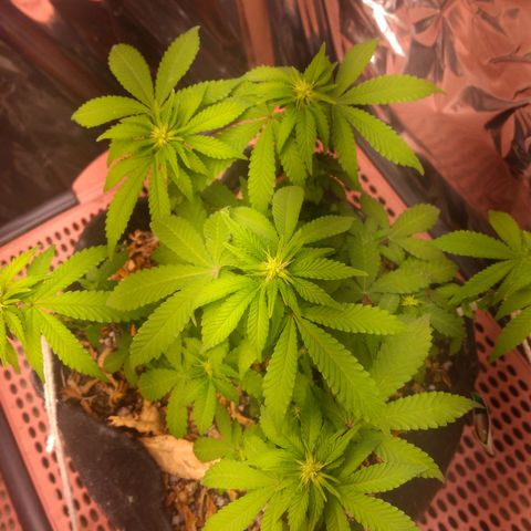 Safira growlog timeline photo