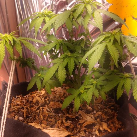 Safira growlog timeline photo