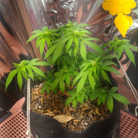 Safira growlog timeline photo