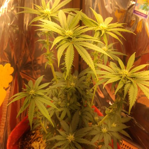 Topázio  growlog timeline photo