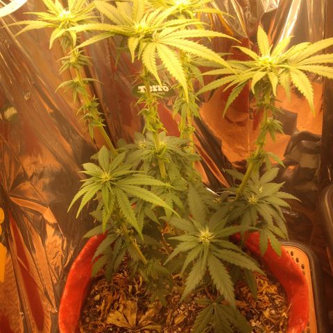 Topázio  growlog timeline photo