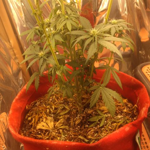Topázio  growlog timeline photo