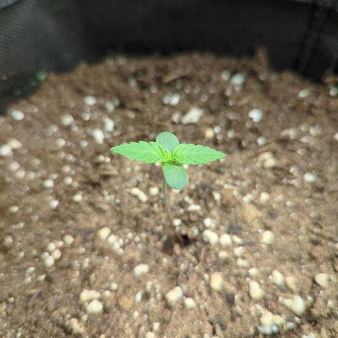 Corkscrew growlog timeline photo