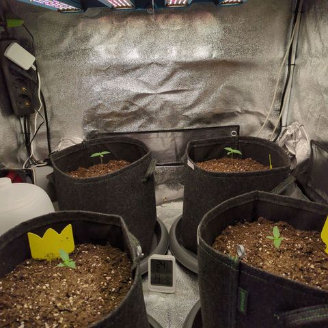 Corkscrew growlog photo: Luftfeuchtigkeit auf 65% gestellt und auf max mit Asmosewasser befüllt.
