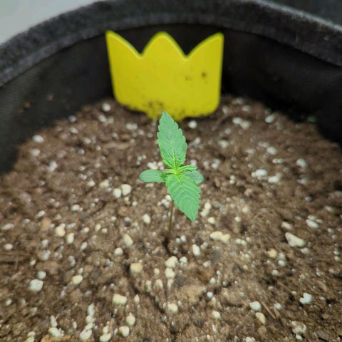 Corkscrew growlog timeline photo