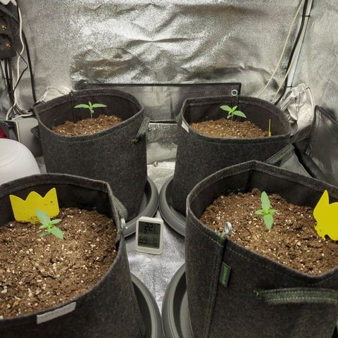 Corkscrew growlog timeline photo