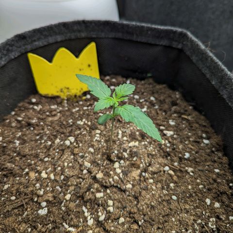 Corkscrew growlog timeline photo